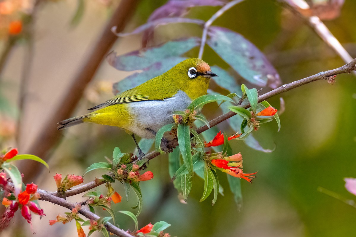 Indian White-eye - ML643324373