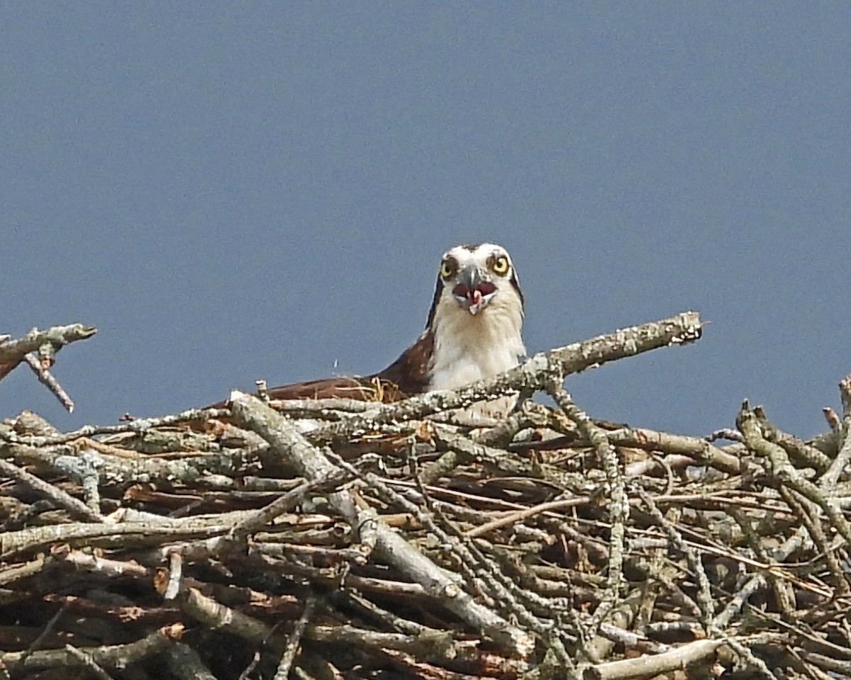 Balbuzard pêcheur - ML643324374