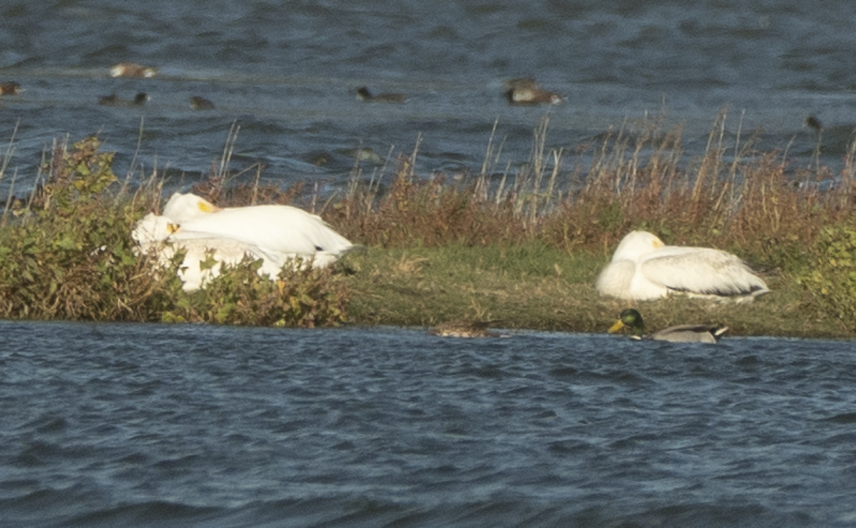 American White Pelican - ML643324386