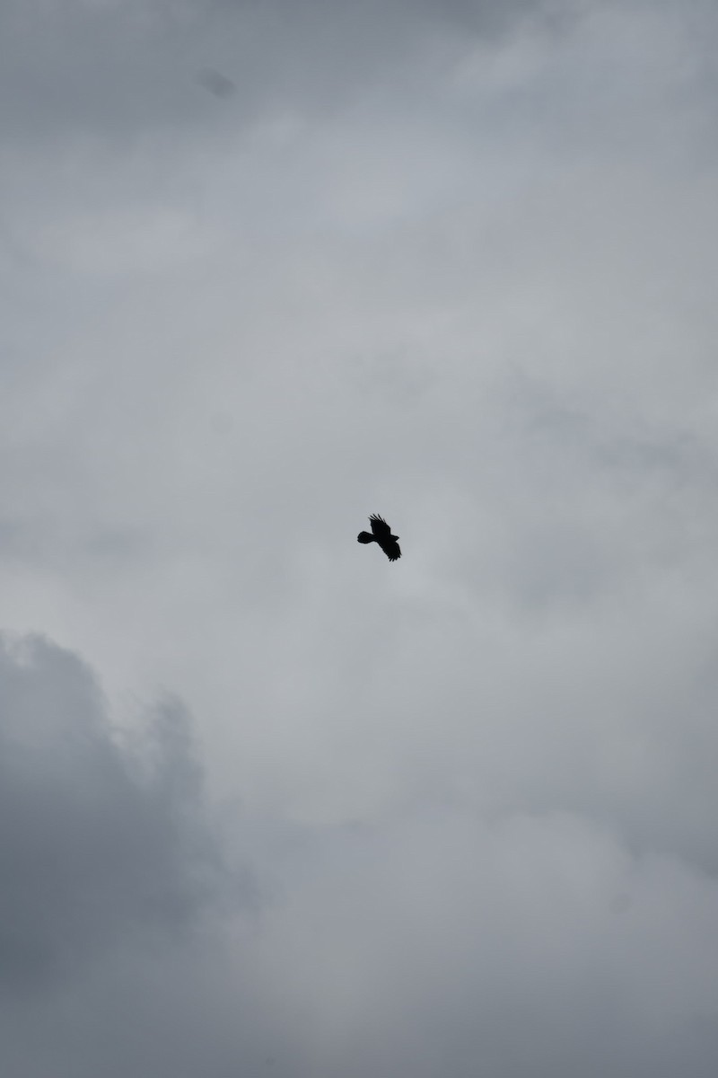 Common Raven - ML643324432