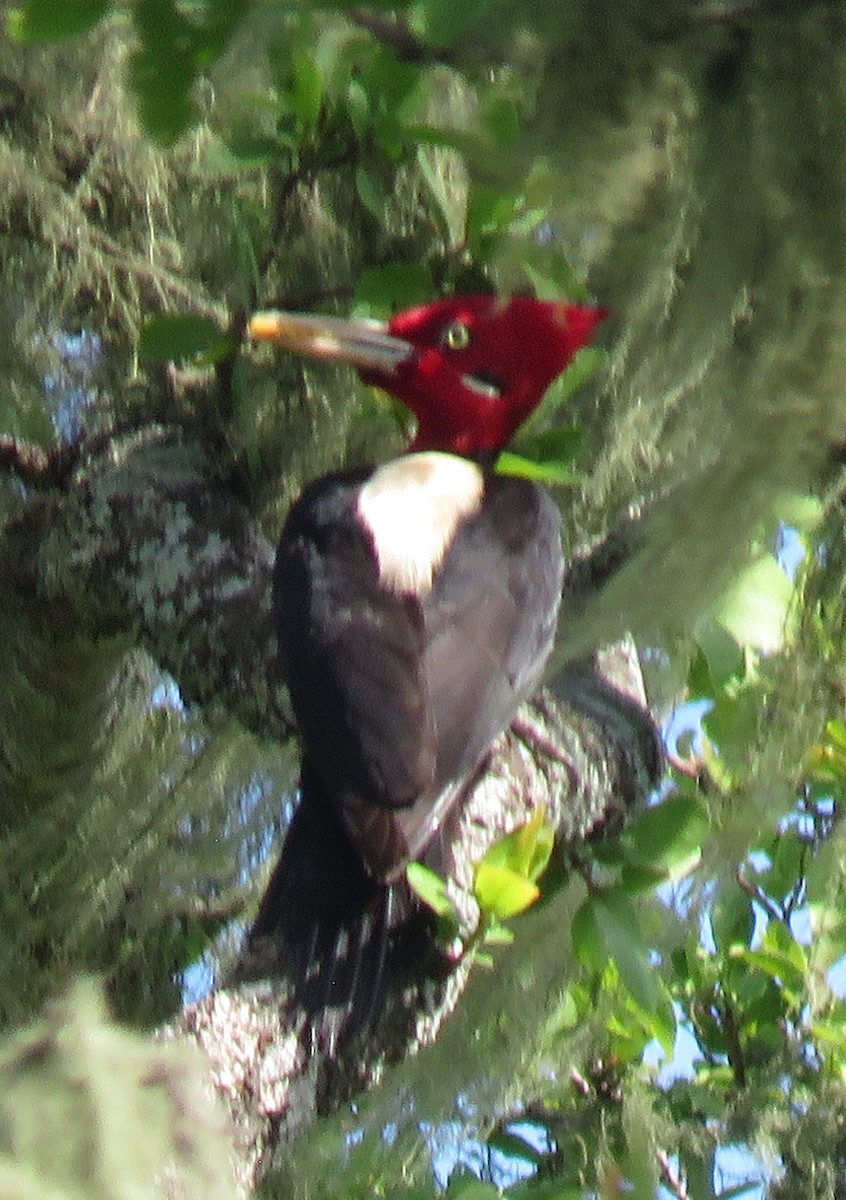 Cream-backed Woodpecker - ML643324436