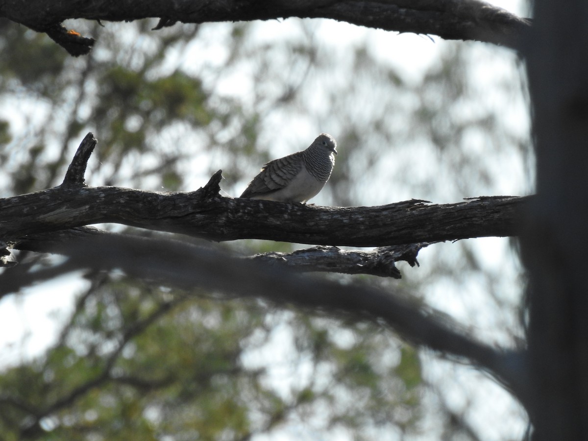 Peaceful Dove - ML643324446