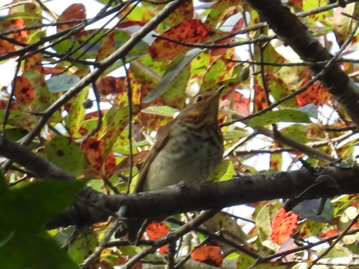 Swainson's Thrush - ML643324454