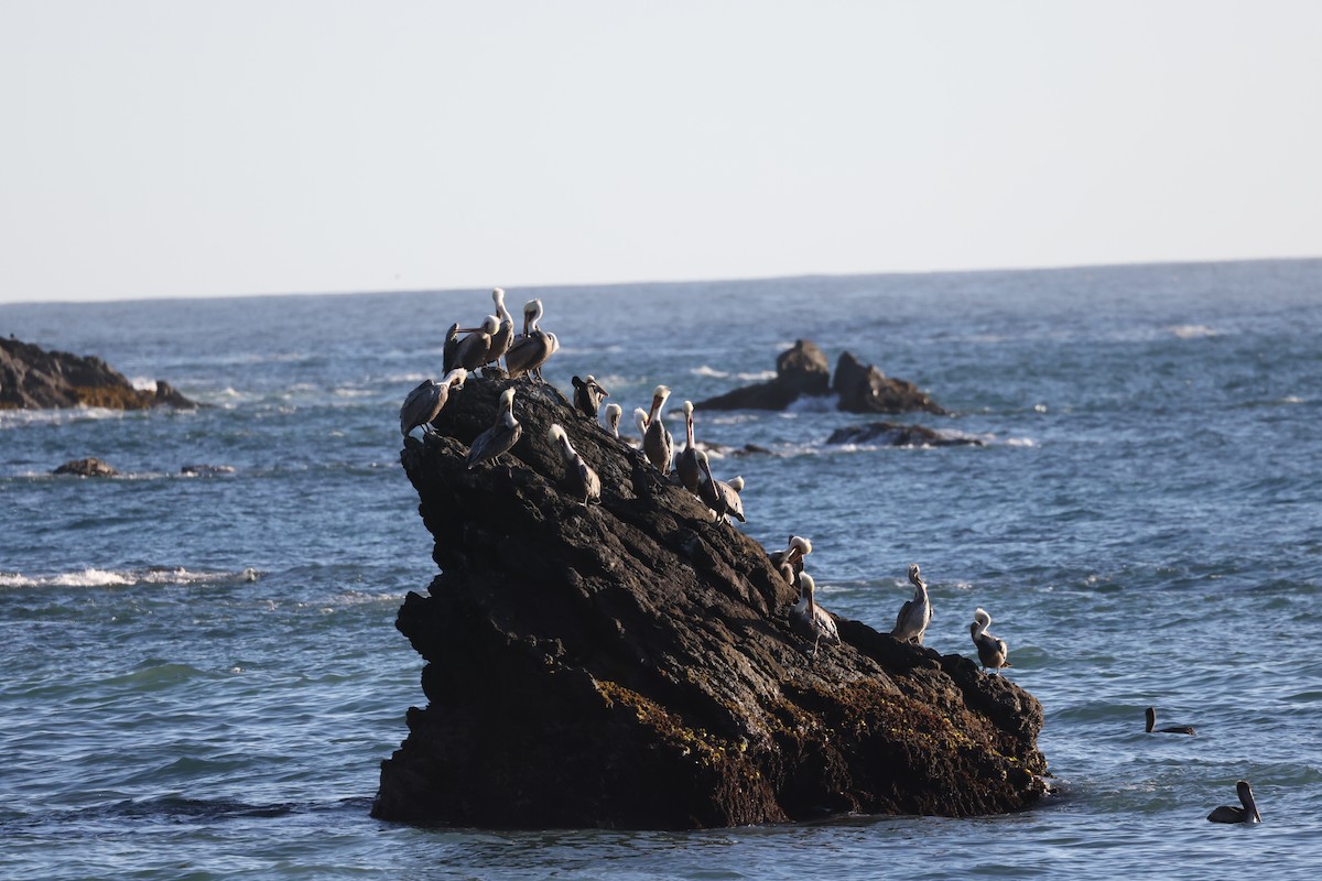 Brown Pelican (California) - ML643324455