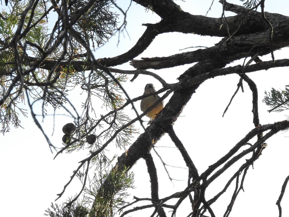 Southern Whiteface - ML643324457