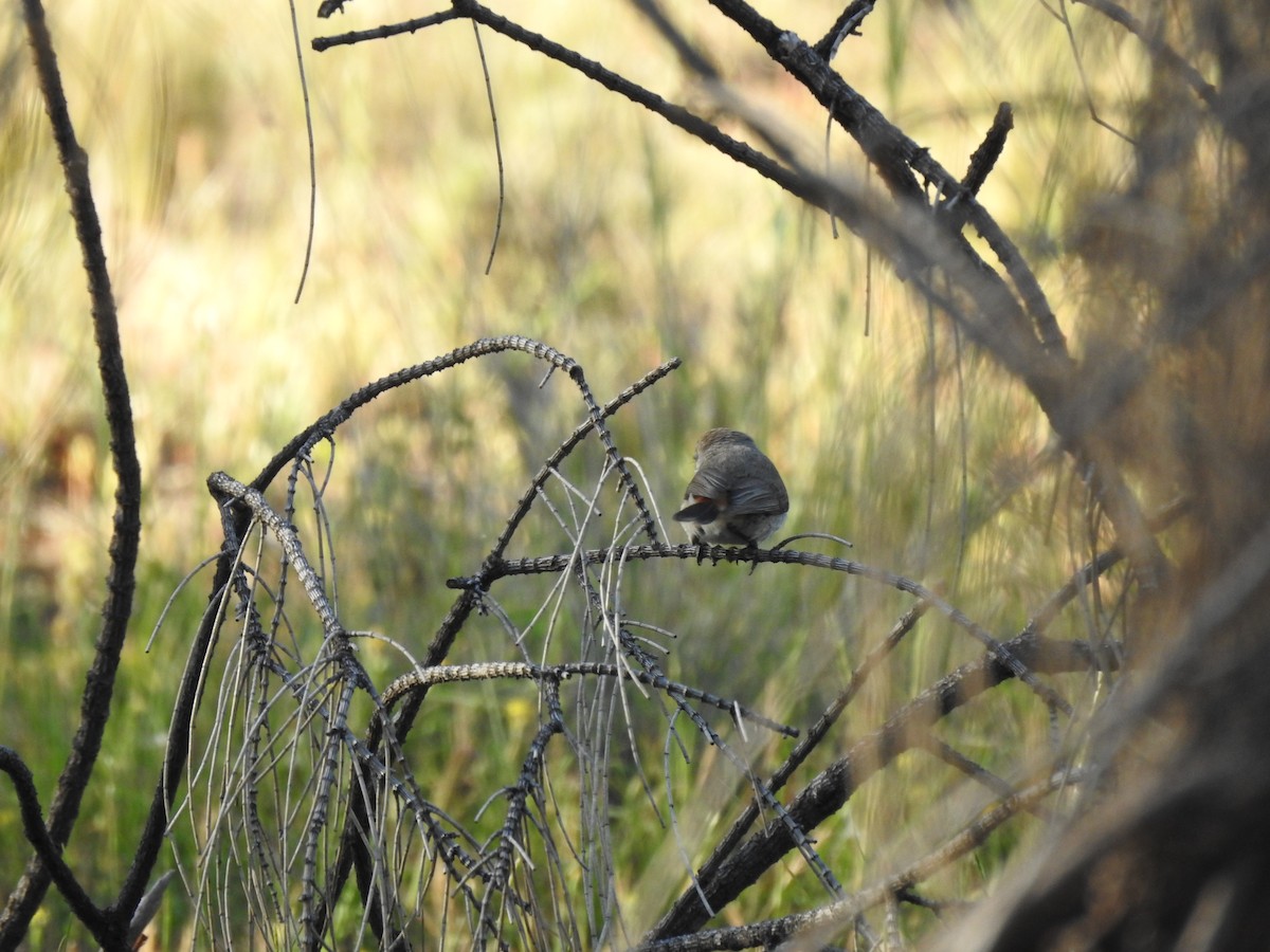 Chestnut-rumped Thornbill - ML643324466