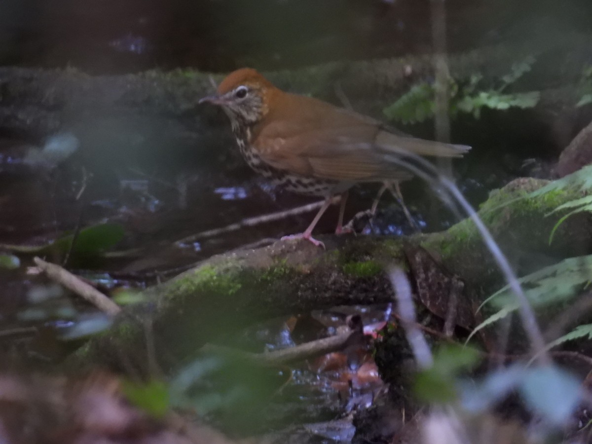 Wood Thrush - ML643324469