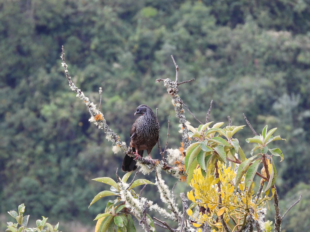 Andean Guan - ML643324470