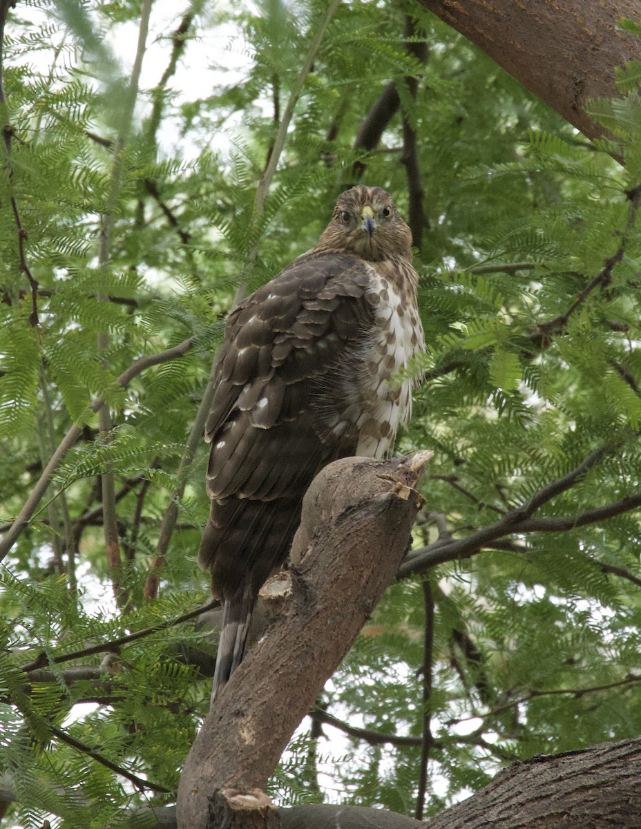 Cooper's Hawk - ML643324477