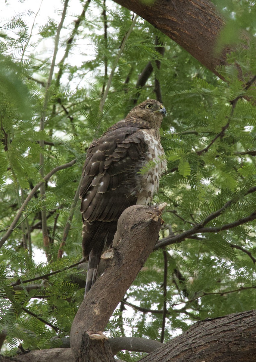 Cooper's Hawk - ML643324478