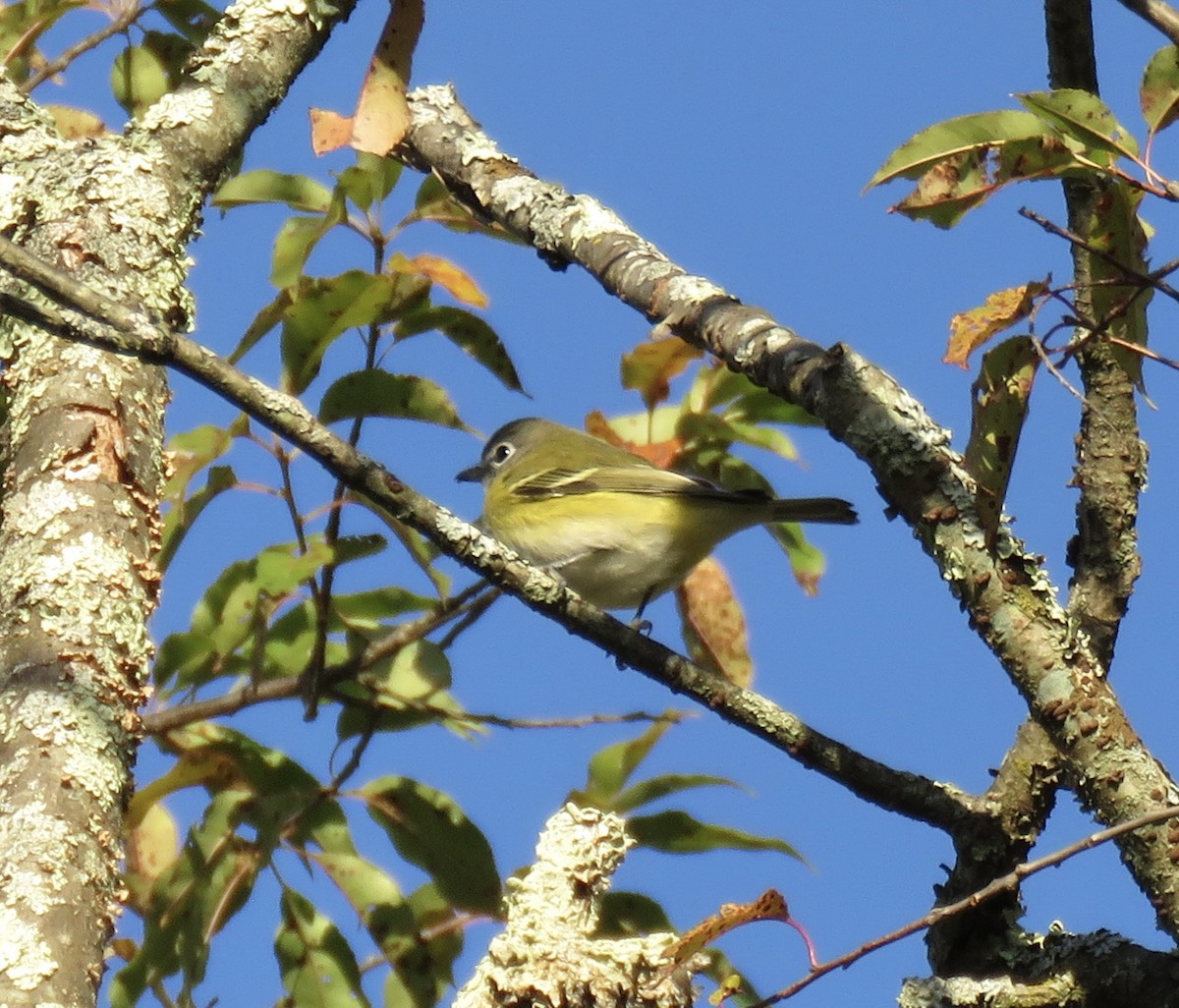 Blue-headed Vireo - ML643324487