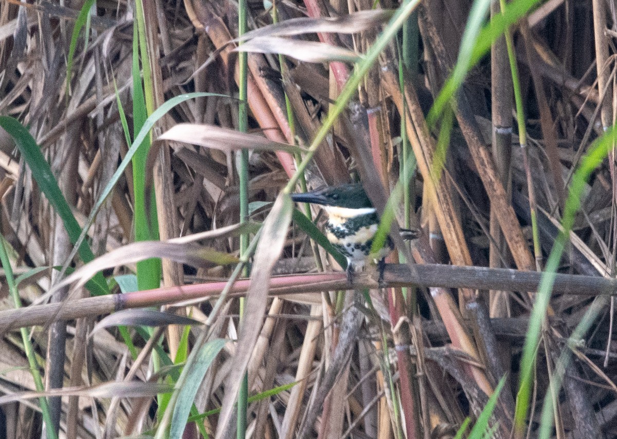 Green Kingfisher - ML643324496