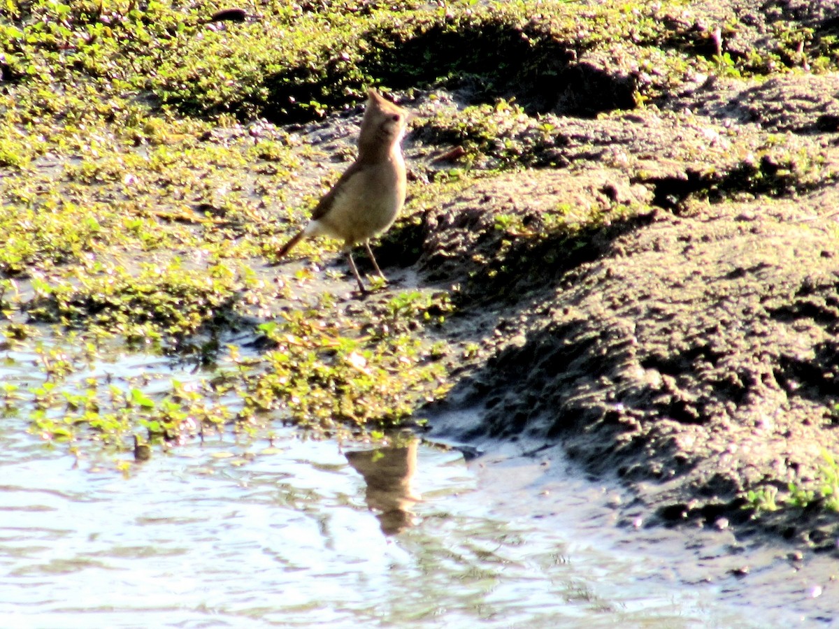 Crested Hornero - ML643324506