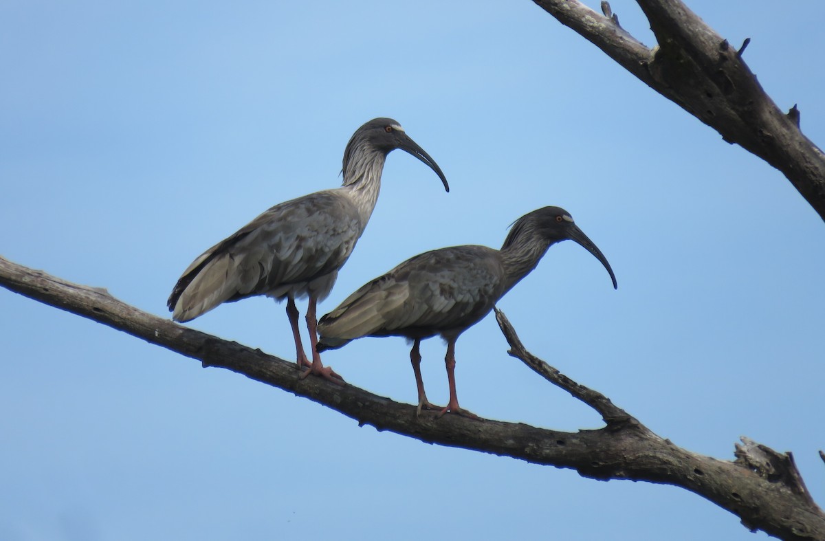Plumbeous Ibis - ML643324523