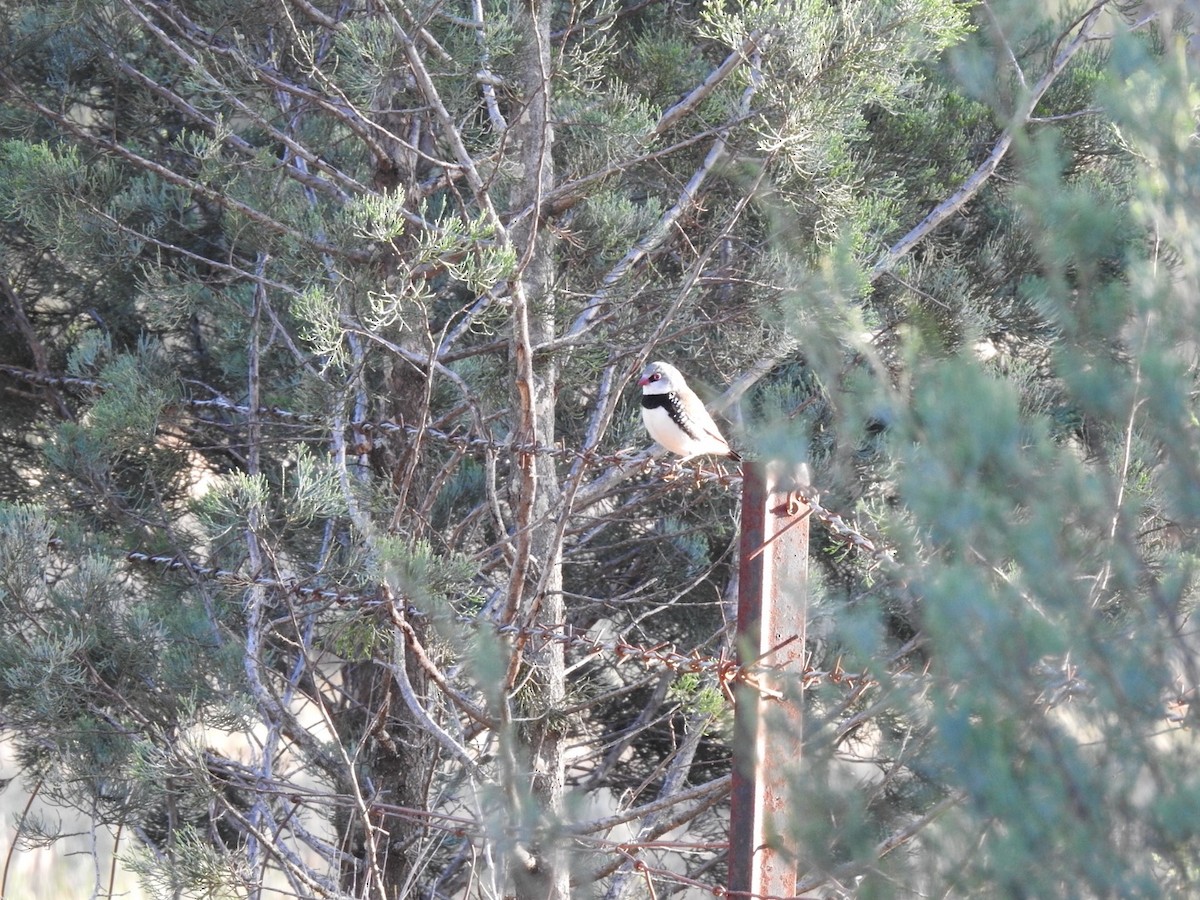 Diamond Firetail - ML643324524