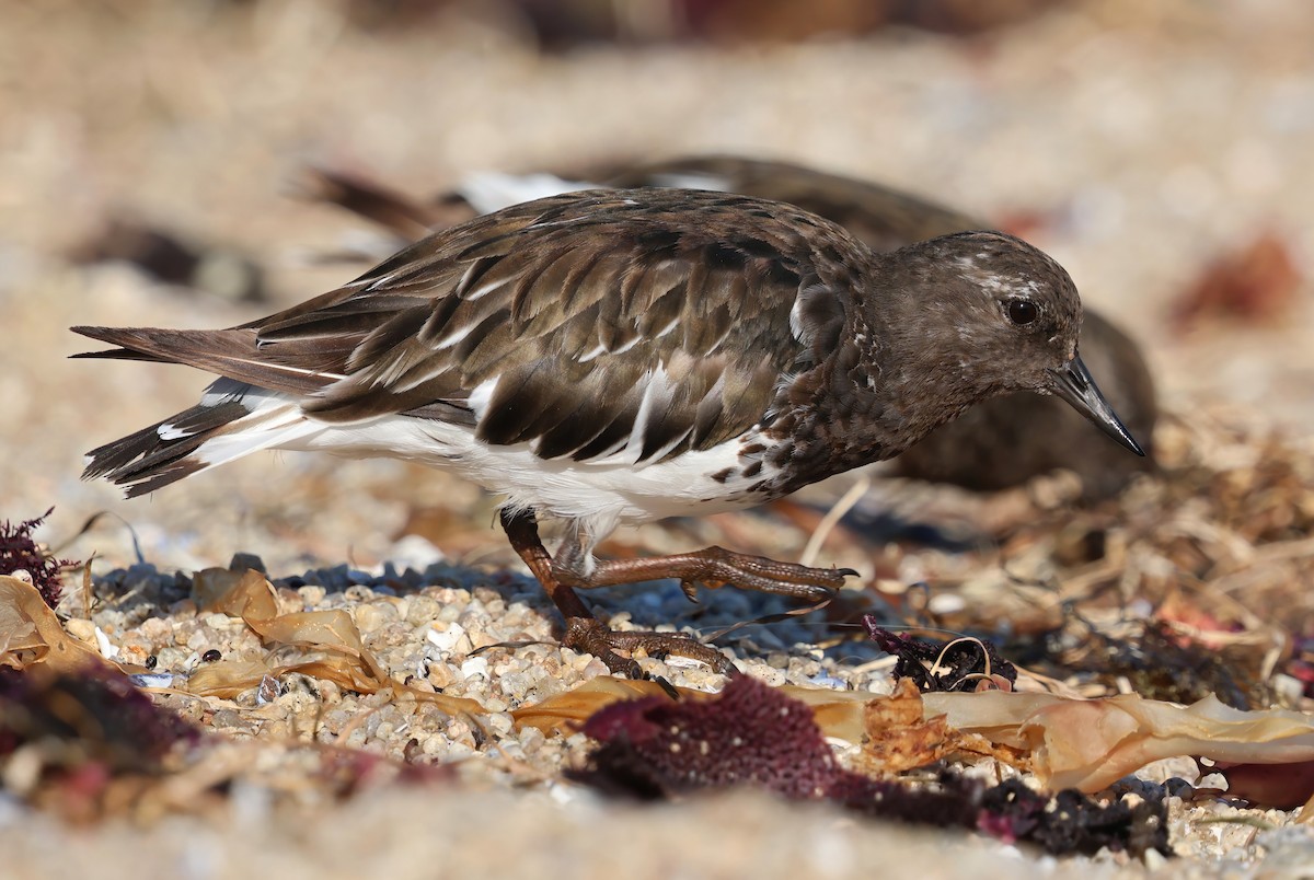 Black Turnstone - ML643324533