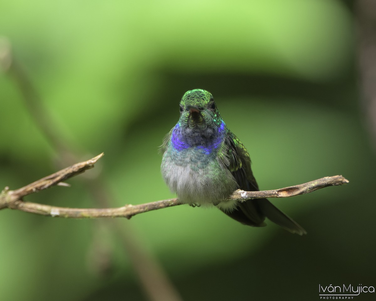 Blue-chested Hummingbird - ML643324551