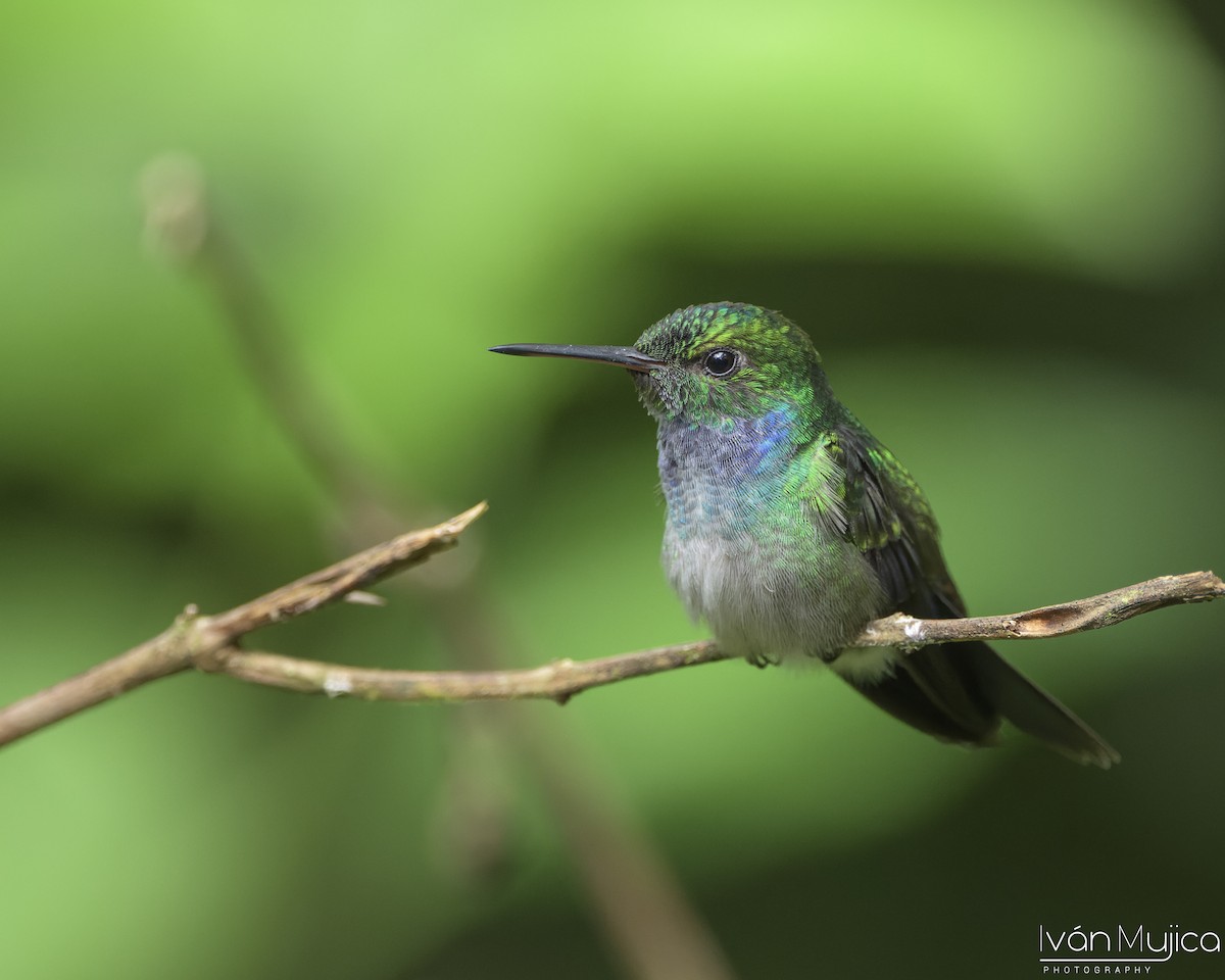 Blue-chested Hummingbird - ML643324552