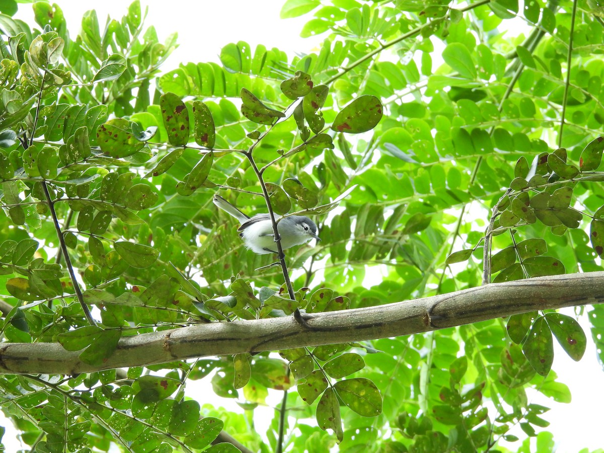 White-browed Gnatcatcher - ML643324554