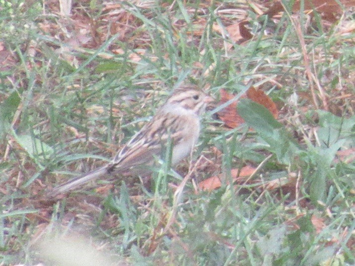 Clay-colored Sparrow - ML643324556