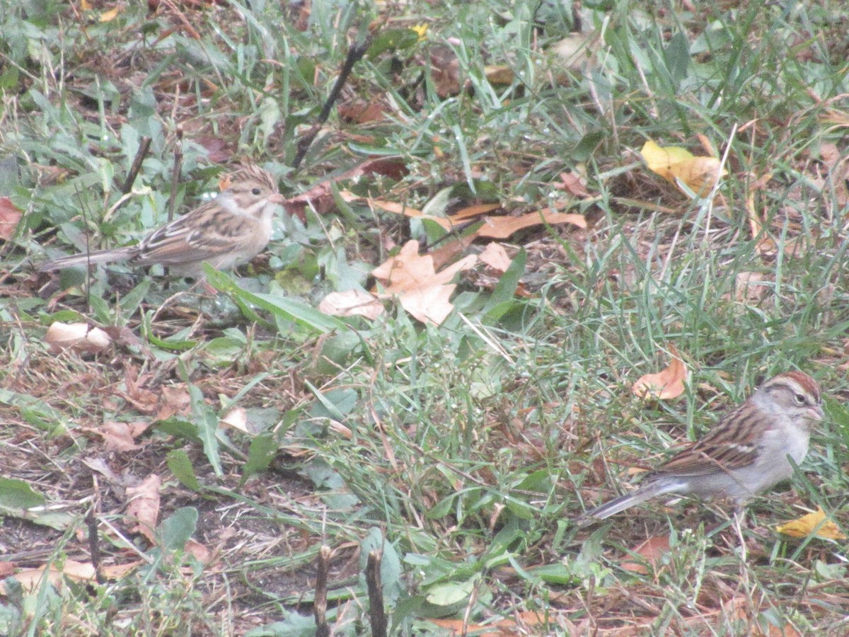 Clay-colored Sparrow - ML643324561