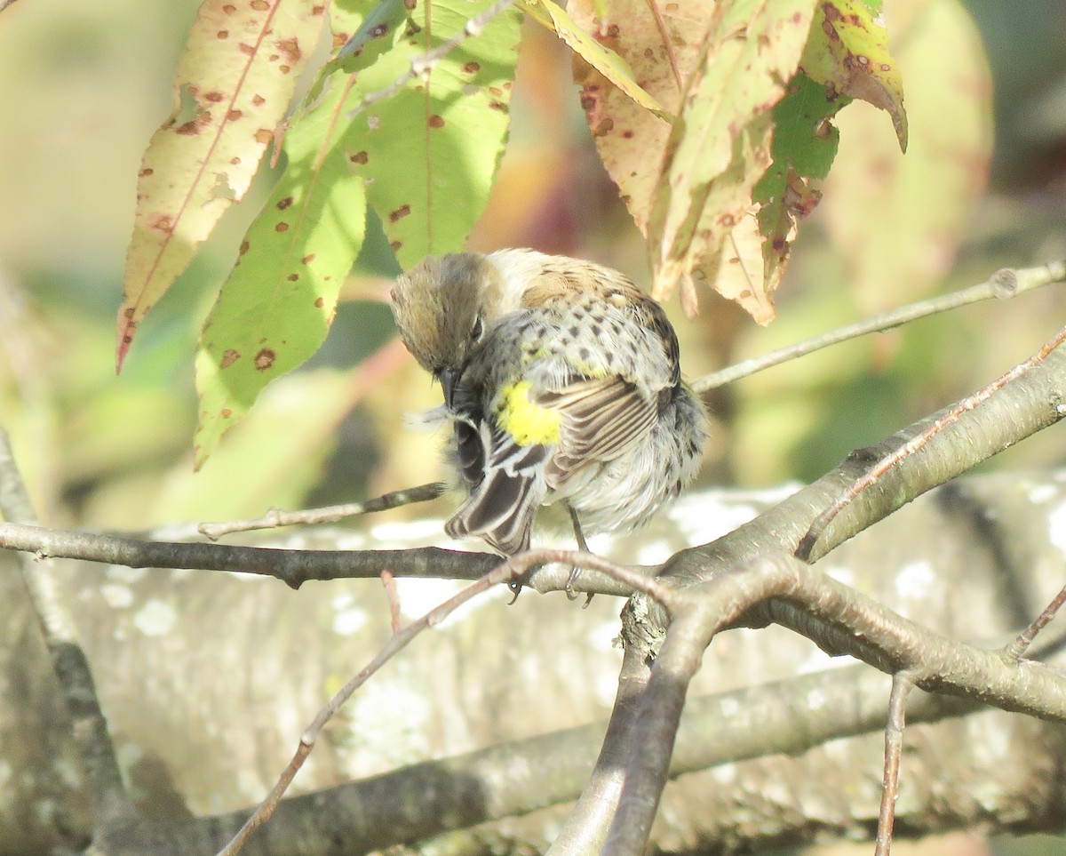 Yellow-rumped Warbler - ML643324562