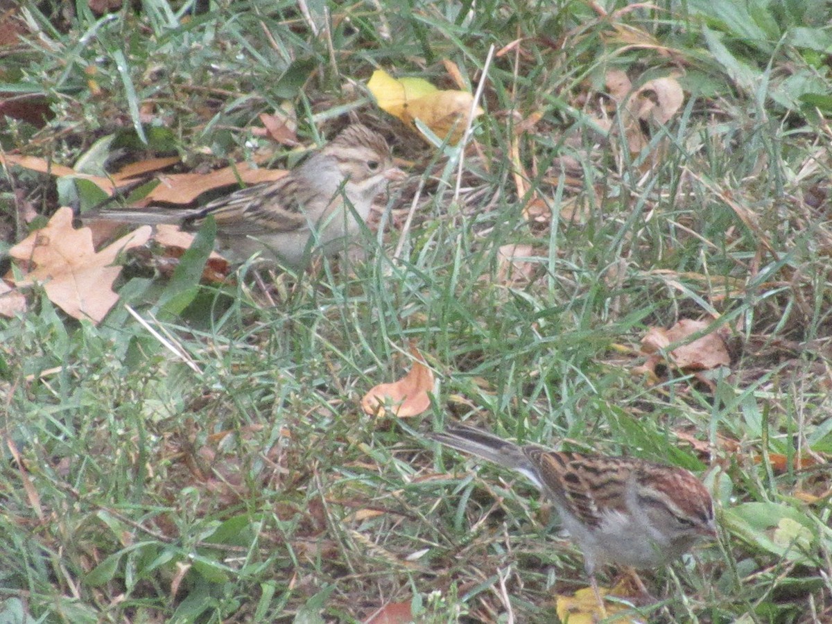 Clay-colored Sparrow - ML643324563
