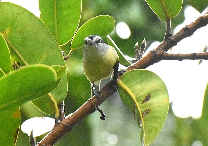 Rusty-winged Antwren - ML643324565