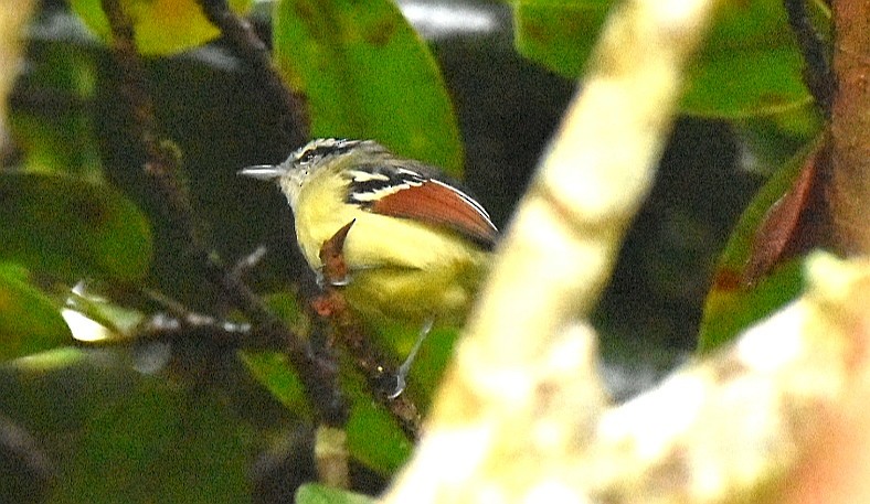 Rusty-winged Antwren - ML643324566