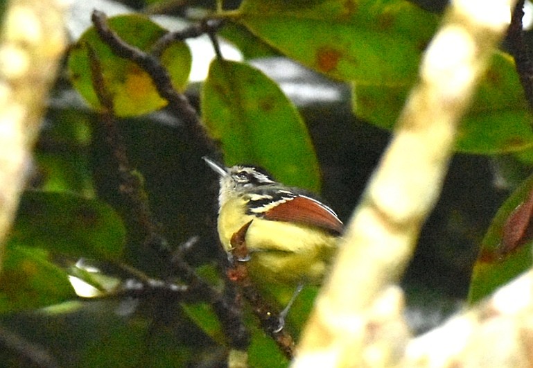 Rusty-winged Antwren - ML643324567