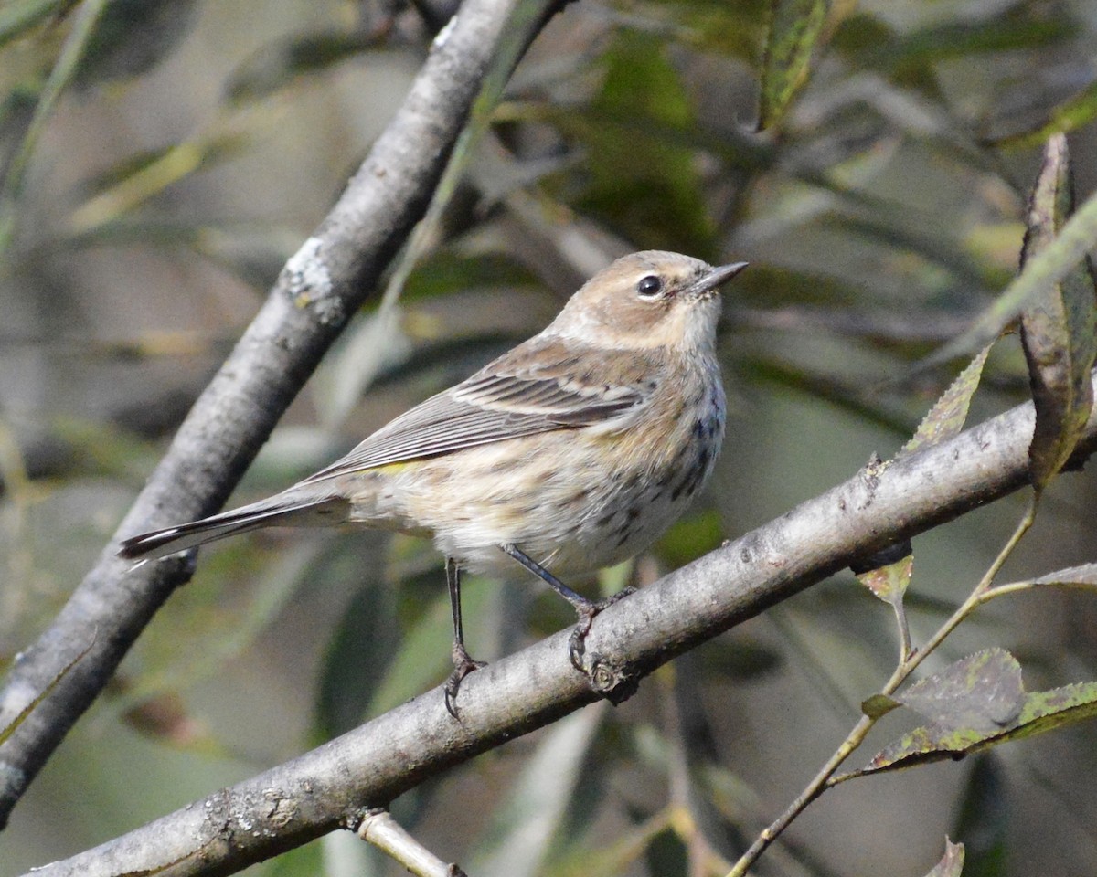 Yellow-rumped Warbler - ML643324571