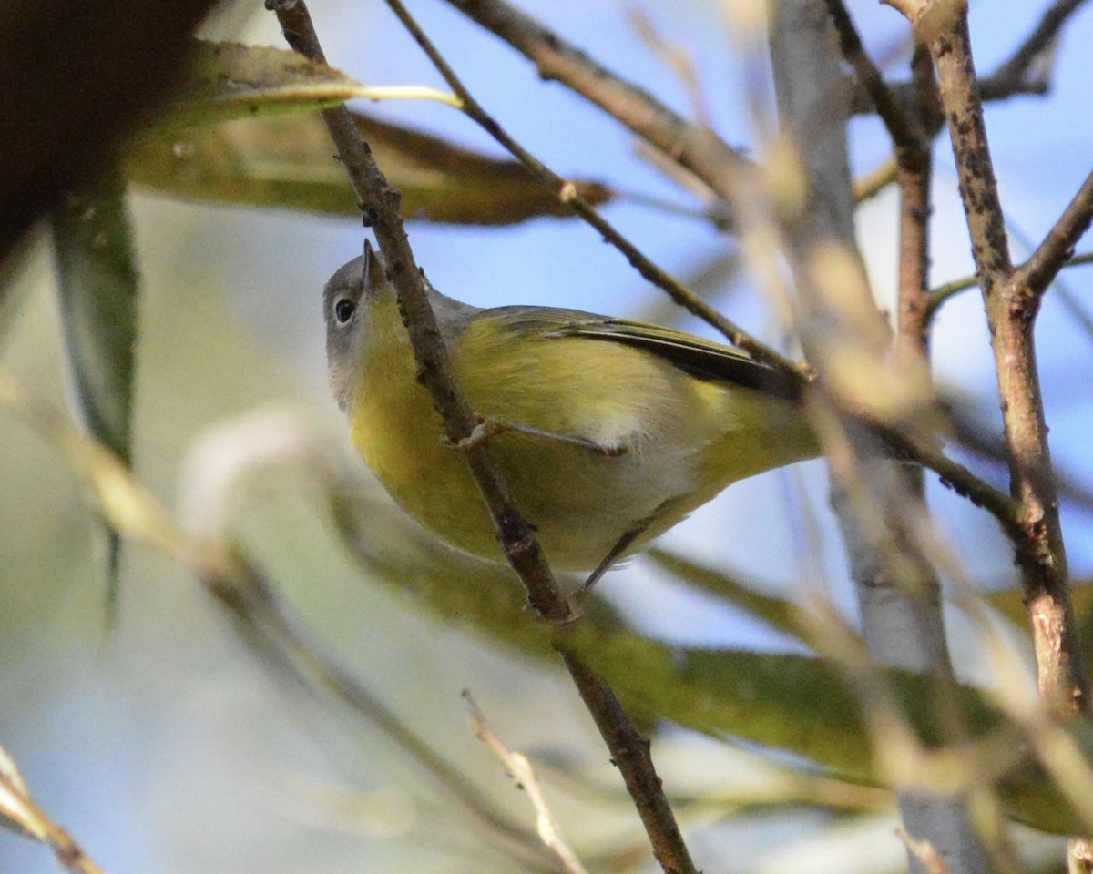 Nashville Warbler - ML643324588
