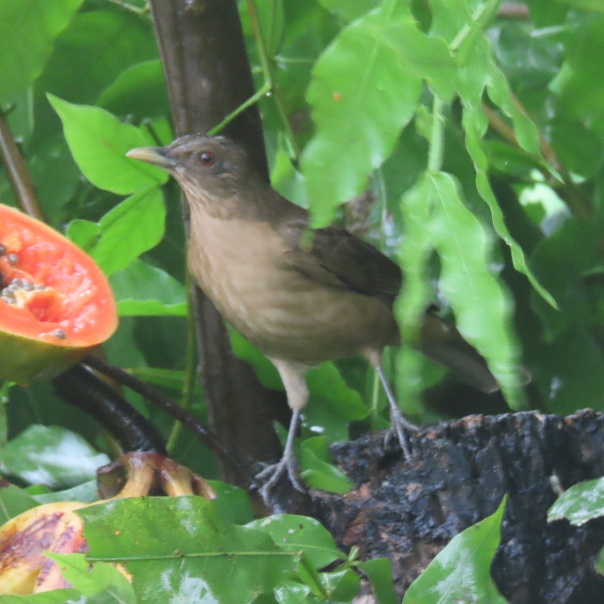 Clay-colored Thrush - ML643324614