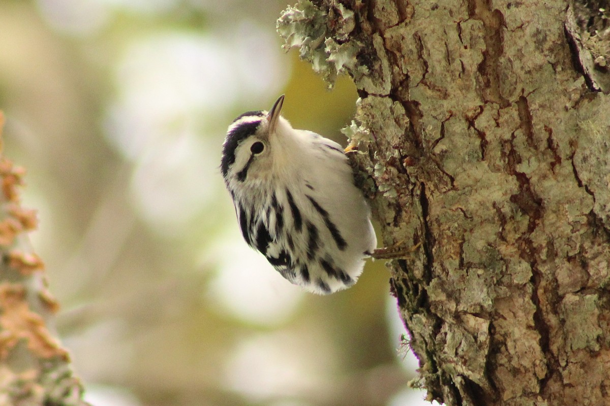 Black-and-white Warbler - ML643324615
