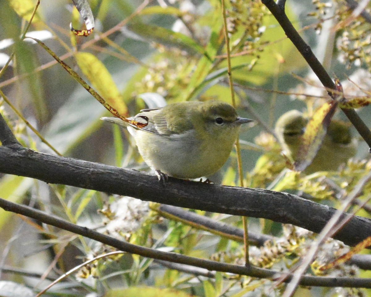 Tennessee Warbler - ML643324616
