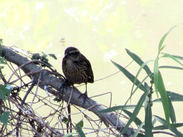 Yellow-winged Blackbird - ML643324617