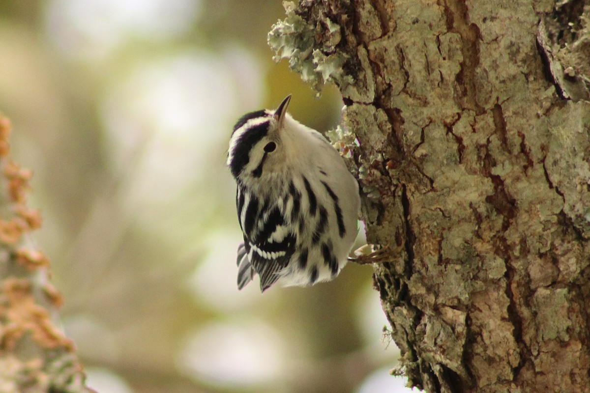 Black-and-white Warbler - ML643324620