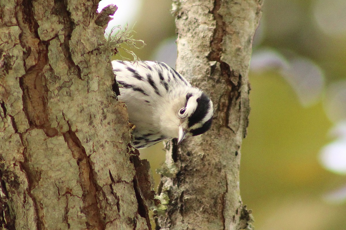 Black-and-white Warbler - ML643324628