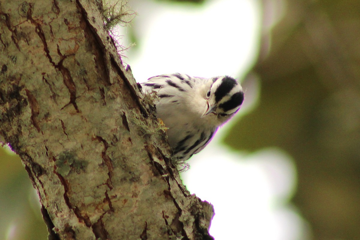 Black-and-white Warbler - ML643324632