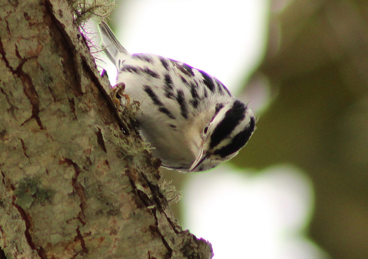 Black-and-white Warbler - ML643324633
