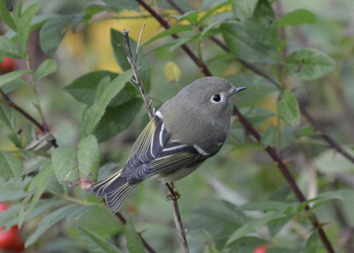 Ruby-crowned Kinglet - ML643324634