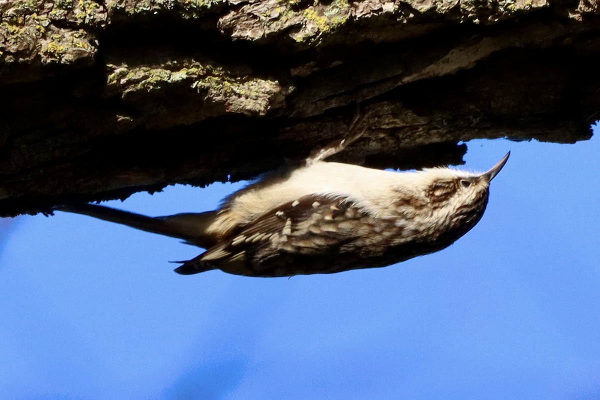 Brown Creeper - ML643324640