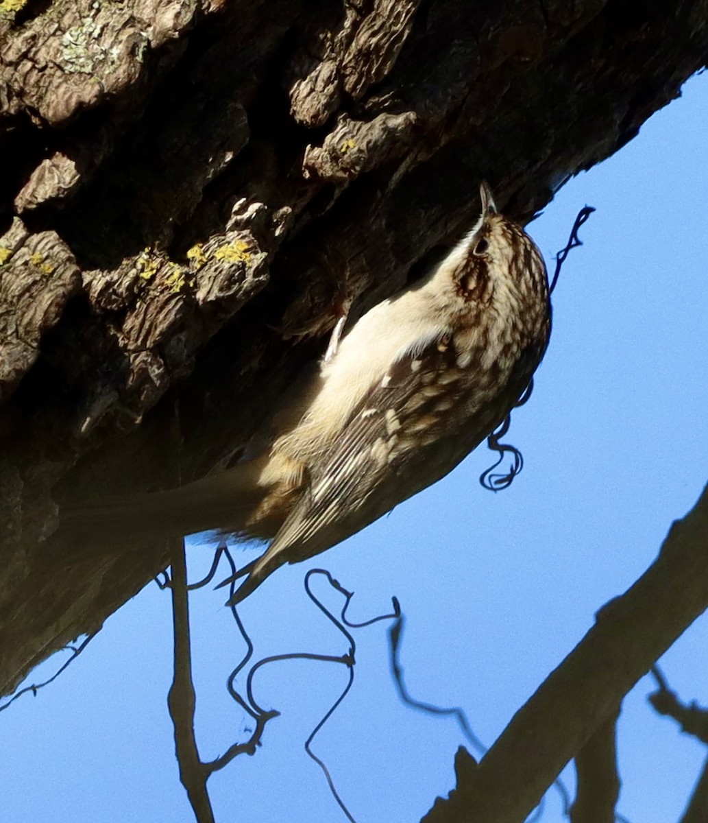 Brown Creeper - ML643324641