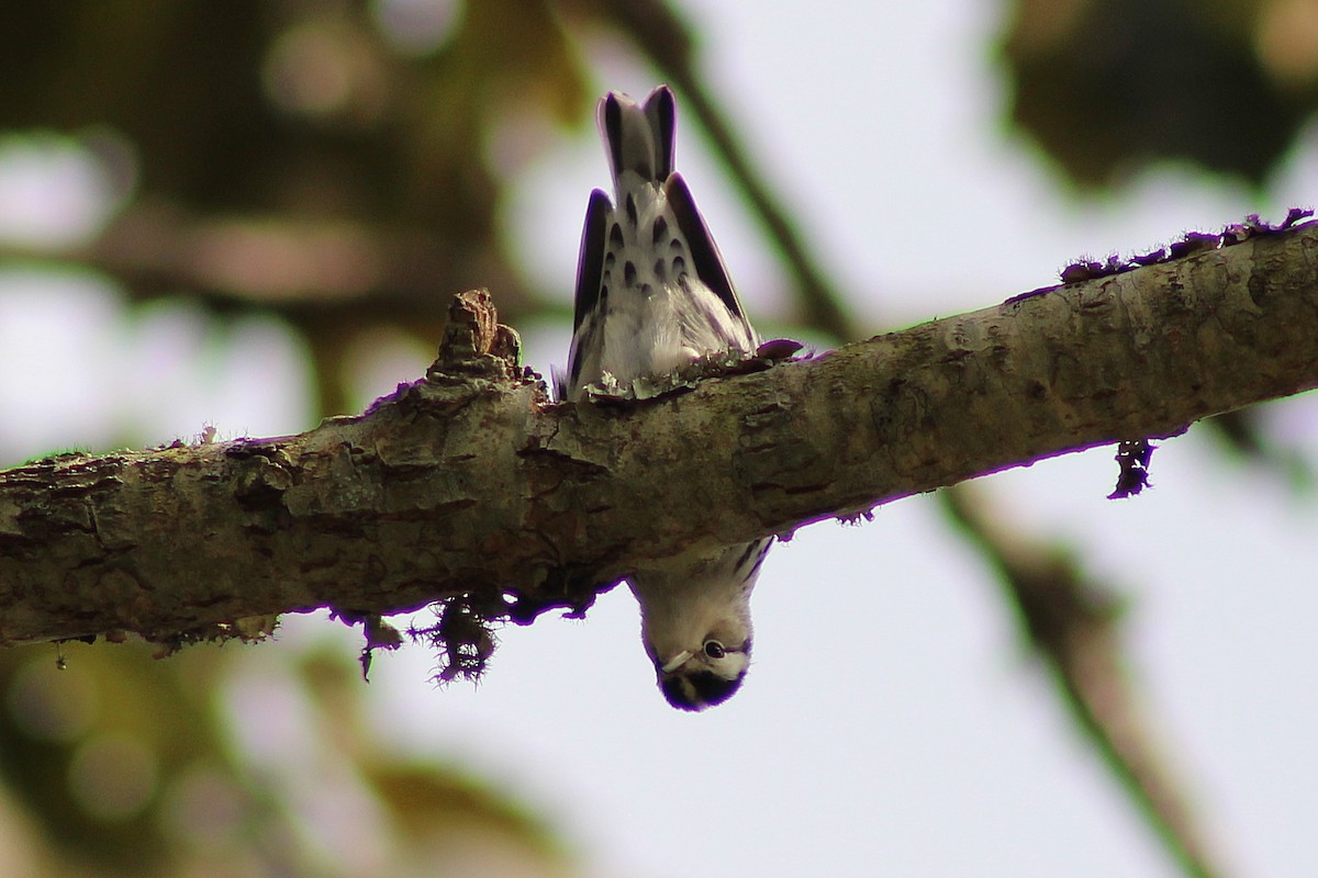 Black-and-white Warbler - ML643324642
