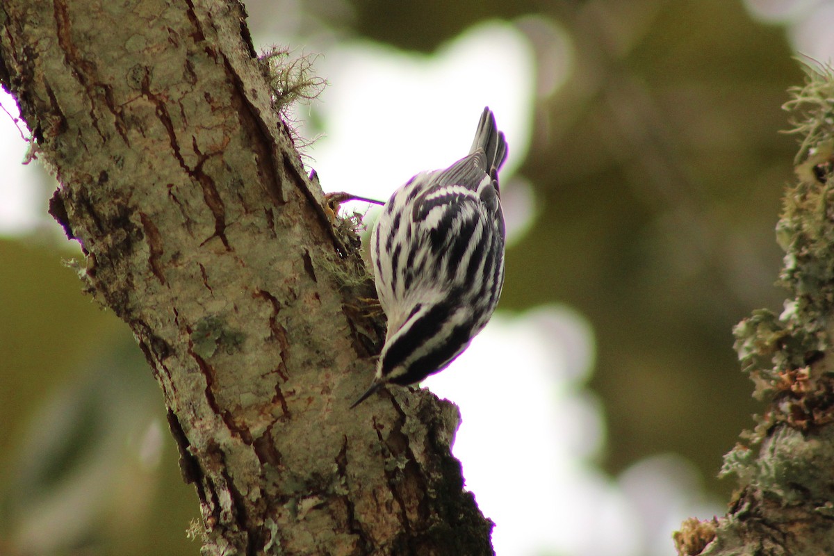 Black-and-white Warbler - ML643324645