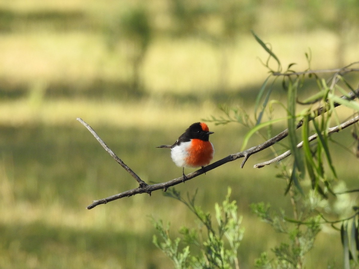 Red-capped Robin - ML643324646