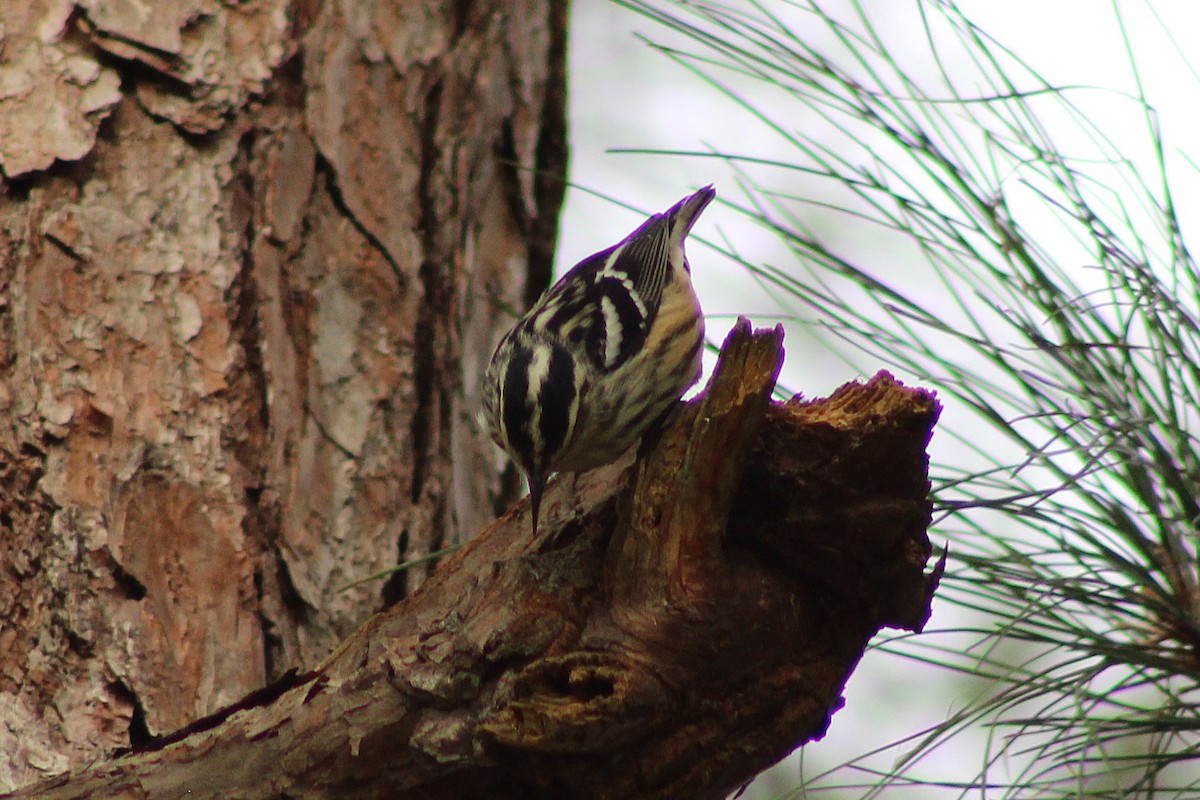Black-and-white Warbler - ML643324661