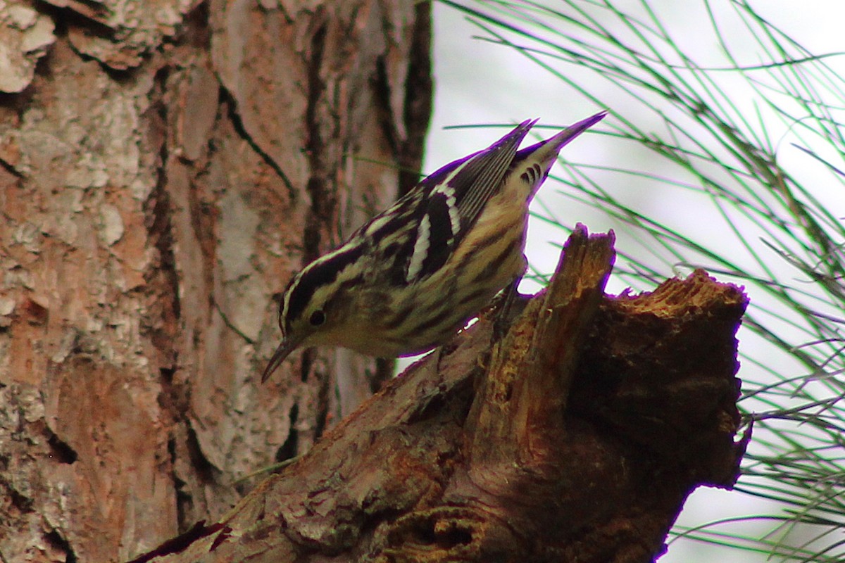 Black-and-white Warbler - ML643324667