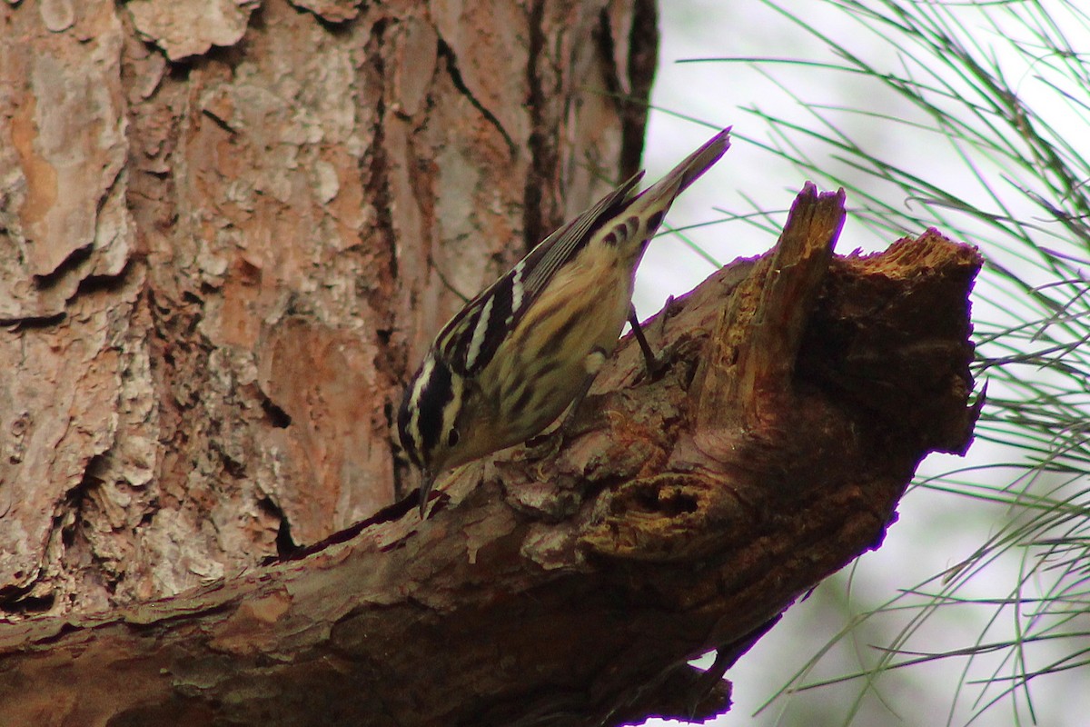 Black-and-white Warbler - ML643324668