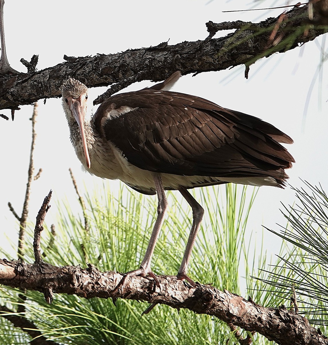 ibis bílý - ML643324672